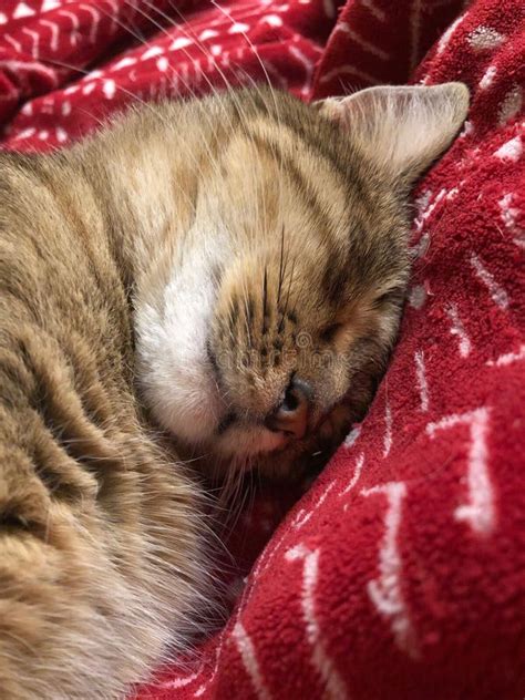 Closeup Of A Cute Tabby Cat Sleeping On A Sofa Stock Photo Image Of