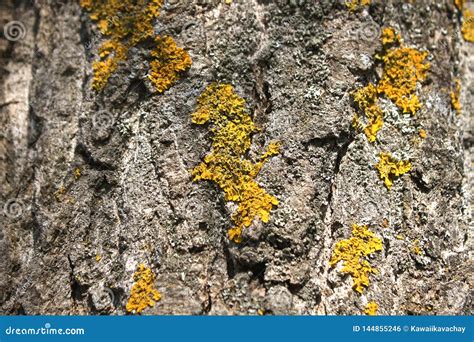 Lichen On Tree Branch Lichen Grows On Rotten Wood Stock Photo Image