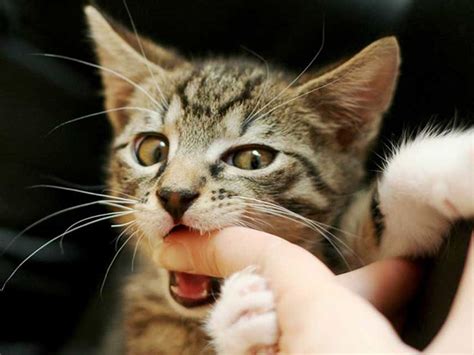 The vet can sedate your cat (safely) and then bathe him, risk free. 15 Adorable and Vicious Cat Attacks