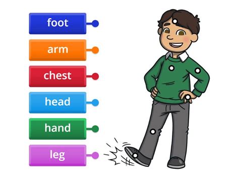 My Body Interactive Activity Labelled Diagram