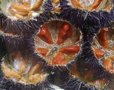 Sea Urchins The Secret To Their Appeal And How To Prepare Them