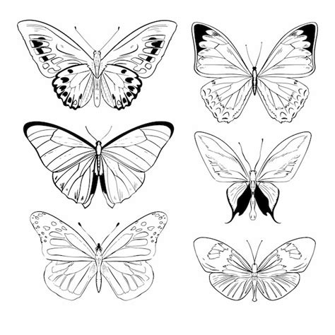 Free Vector Hand Drawn Butterfly Outline Collection