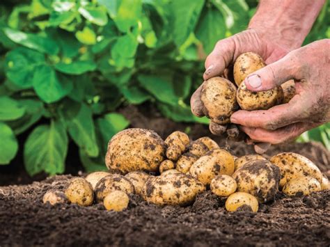 Quand Et Comment Planter Les Pommes De Terre Silence ça Pousse