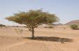 Things You Didn T Know About African Acacia Trees Afktravel