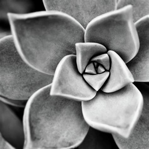 Succulent In Black And White Photograph By Arina Gallery Pixels