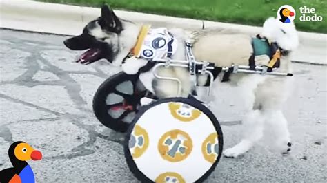 Luke Skywalker Dog Gets Wheelchairs Designed By Star Wars Loving Mom