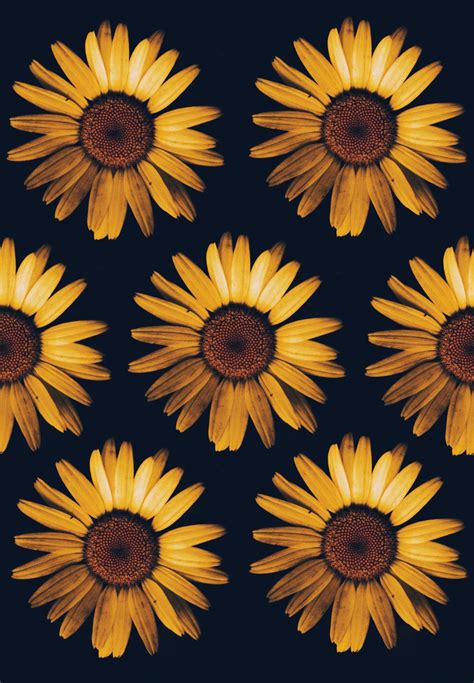 472+ dried salami in white mold mockup background. Sunflower Wallpapers: Free HD Download 500+ HQ | Unsplash