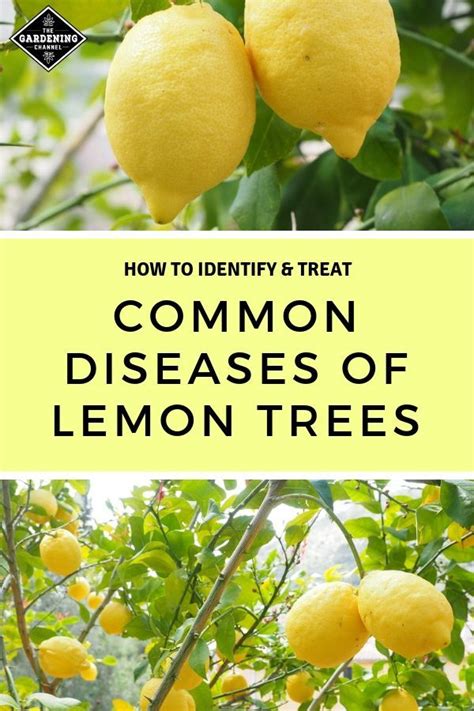 Meyer Lemon Tree Disease Pictures Captions Trendy