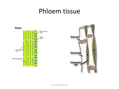 The Function Of Phloem Tissue