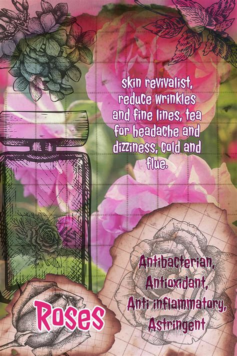 Roses Edible Vintage Herbal Page Photograph By Ana Naturist Pixels