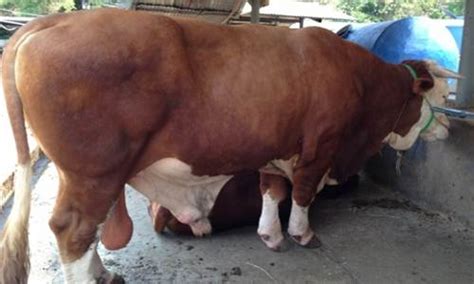 Gambar Foto Sapi- Sapi Terbesar di Dunia