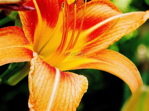 Menakjubkan 30 Gambar Bunga Bakung Yang Indah Galeri Bunga Hd