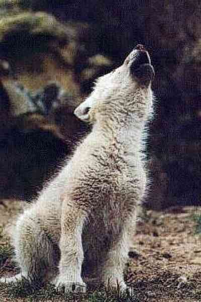 Check spelling or type a new query. The Coolest Young Wolf