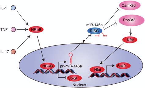 Schematic Model Of The Role Of Mir 146a In The Pathogenesis Of Oa