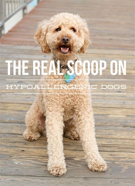 The Hypoallergenic Dog Whats The Real Scoop Dog Vills