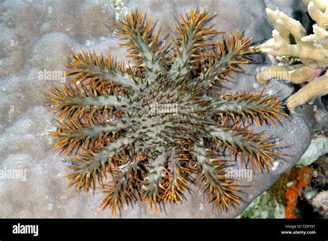 Crown Of Thorns Starfish Acanthaster Planci Feeding On Coral Stock Photo Alamy
