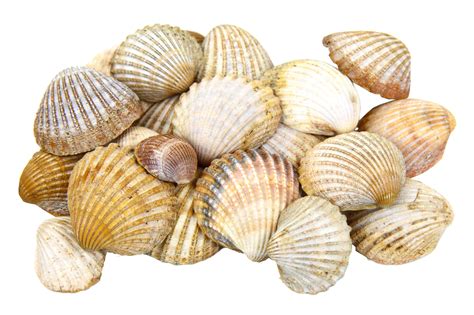 Seashell Clipart Free Sea Shell Png Images Download Free Transparent