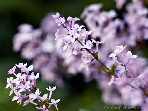 Use a curved, serrated harvesting knife to slice through the green stalks of the lavender plants about 2 inches above the tough, woody growth at the base of the plant. 7.Lilac ~ top 10 flowers of love