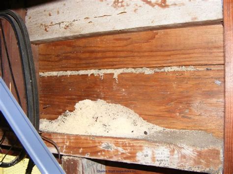 Moisture — carpenter ants like damp areas, which is why you'll often find them beneath the sink or even under laminate flooring.; Wood Destroying Organism Pictures - Charles Buell ...