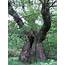 G  Druids Oak Ancient Tree Forum