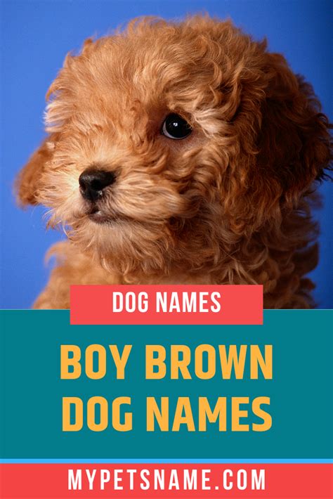 Boy Brown Dog Names Brown Dog Names Dog Names Boy Dog Names