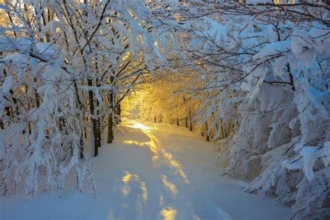 Forest Snow Sunrise Trees Italy Path White Yellow Nature