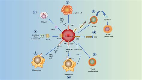 The Role Of Erythrocytes And Erythroid Progenitor Cells In Tumors