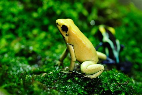 This includes eating everything from insects, grasshoppers, worms, snails, and other bugs for small frogs to eating dragonflies, moths, mice, smaller frogs, small snakes, and baby turtles for large frogs. What Do Tree Frogs Eat - Pet Ponder