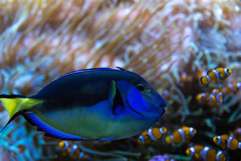 Finding Dory Did Not Increase Demand For Pet Fish Despite Viral Media