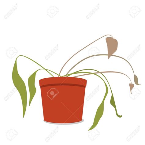 Dying Plant Clipart 20 Free Cliparts Download Images On Clipground 2024