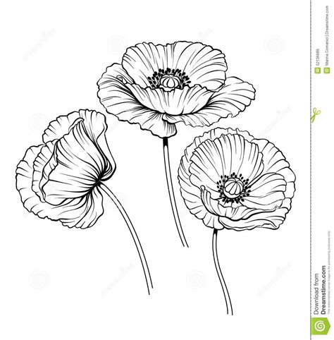 Poppy Flower Drawing Black And White Madelyn Wheat