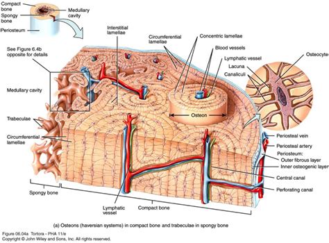 Long bone structure diagram and definitions flashcards quizlet. Image result for bone matrix | Anatomy bones, Skeletal ...