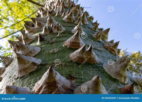 Thorns On The Bark Of A Cotton Tree Stock Image Image Of Forest
