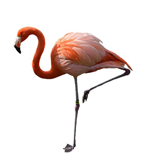 Imagem Realista Flamingo Rosa Png Imagens Png Em Alta Qualidade