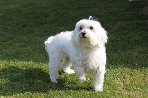 45 Full Grown Maltese Dog Temperament L2sanpiero