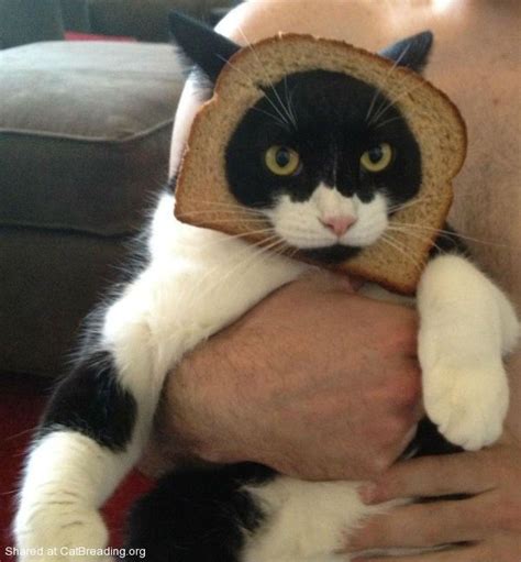 Cat Breading Breaded Cats