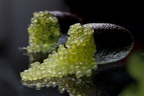 Finger Limes The Caviar Of Citrus Goodness Exchange Finger Lime