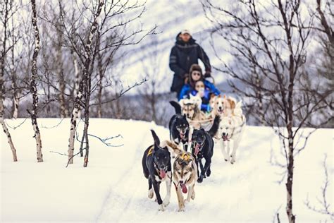 Dog Sledding Holiday Norwegian Travel