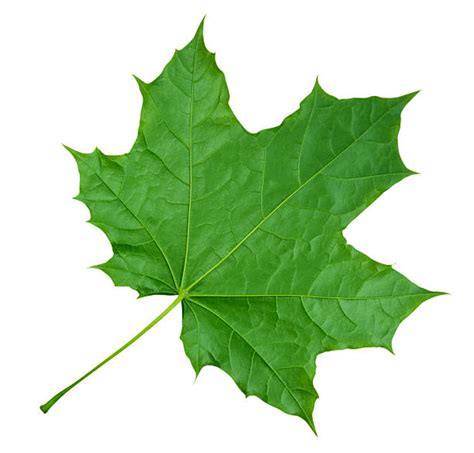 Maple Leaf Stock Photos Pictures And Royalty Free Images Istock
