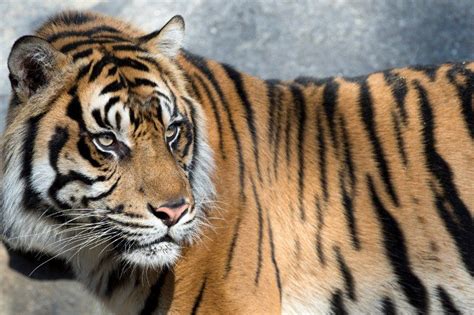 Sumatras Receding Forests Pushing Tigers To The Brink