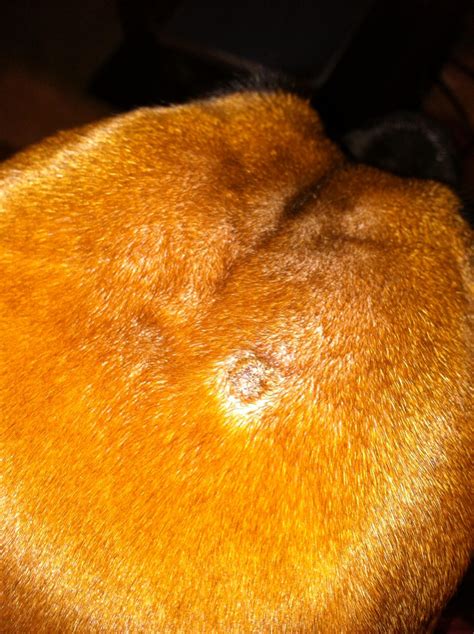 Scabby Bumps Boxer Forum Boxer Breed Dog Forums