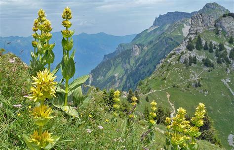 Alpine Flowers A Mountain Walkers Guide