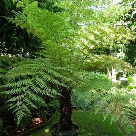 Large Cyathea Dealbata Silver Tree Fern Trees For Containers