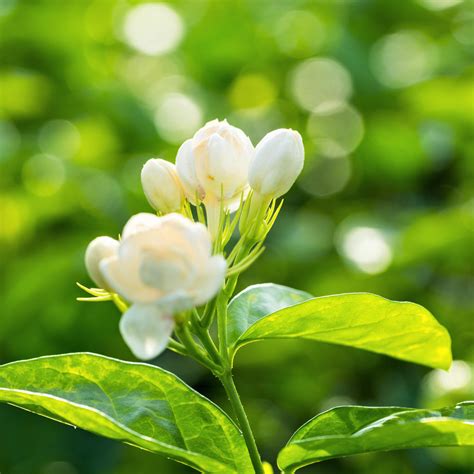 White Potted Jasmine Plant For Sale Philippine Jasmine Easy To Grow