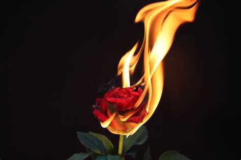 Rose Flame With Images Fire Photography Rose On Fire