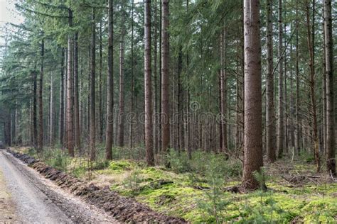 A Dense Pine Forest Trail In Europe Stock Photo Image Of Grass Park