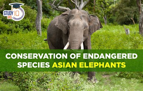 Conservation of Endangered Species: Asian Elephants