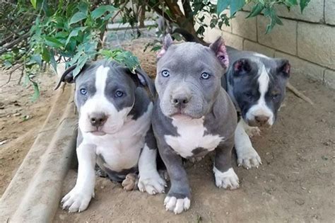 Nel corso della crescita del cane, saremo sempre presenti e disponibili affinché si scelga la migliore tipologia comportamentale da adottare con un american pit bull terrier. 10 cuccioli di cane mai stati piccoli (FOTO) | Tutto Zampe