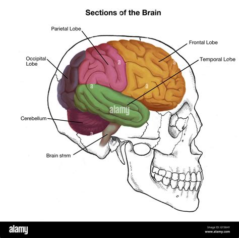 Illustration Of A Human Skull And Brain With Important Sections