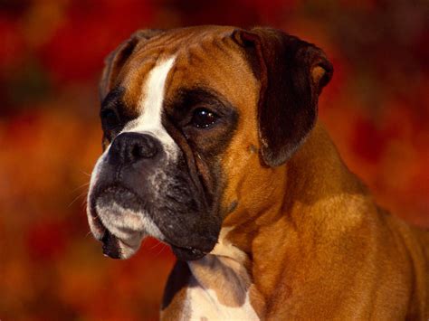 Xs Wallpapers Hd Boxer Dog Wallpapers